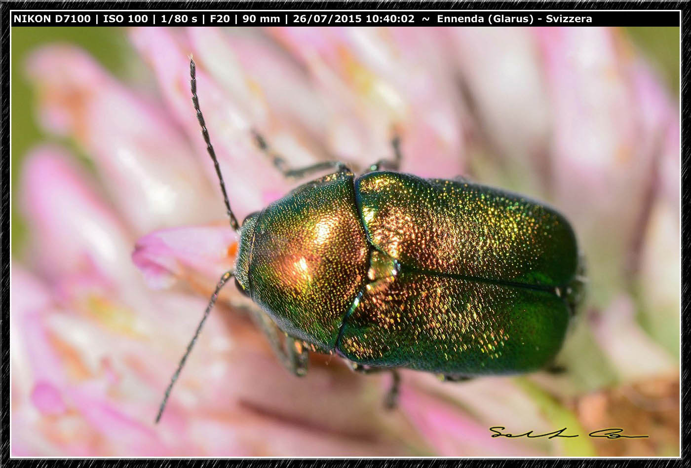 Cryptocephalus aureolus (cfr.), Chrysomelidae